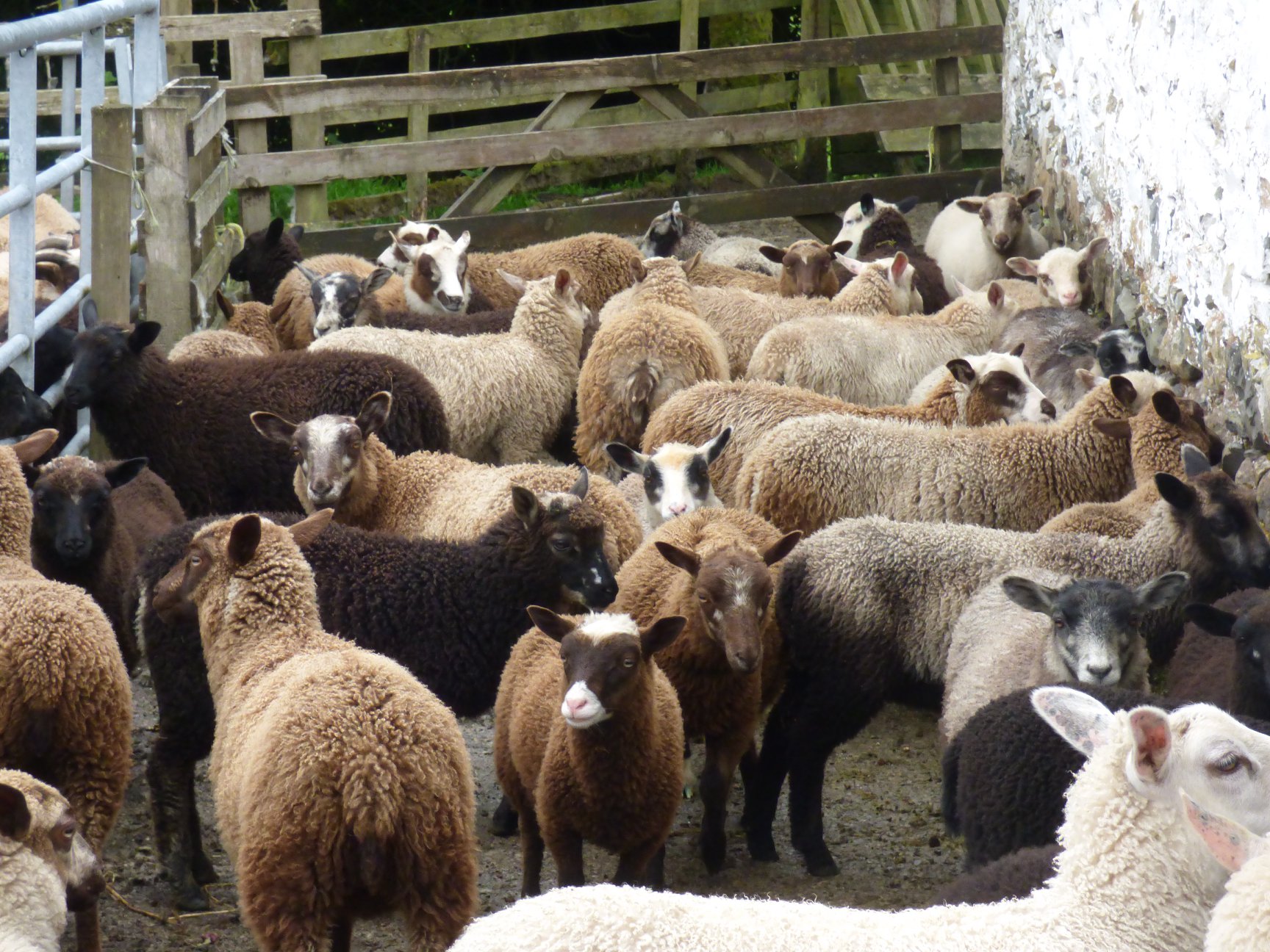 Smali Shetland Sheep - range of stock available