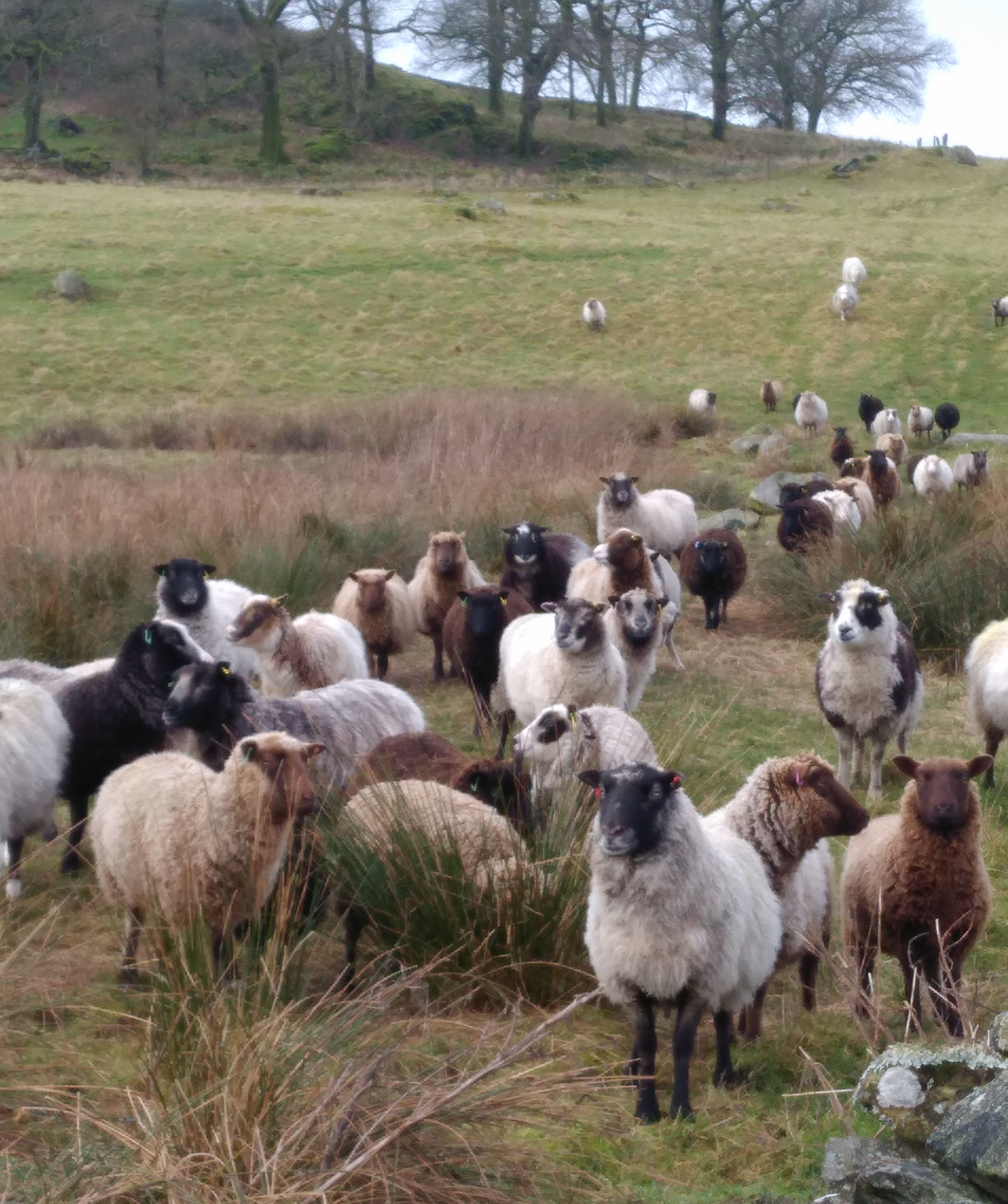 Smali Shetland Sheep - range of stock available image 3