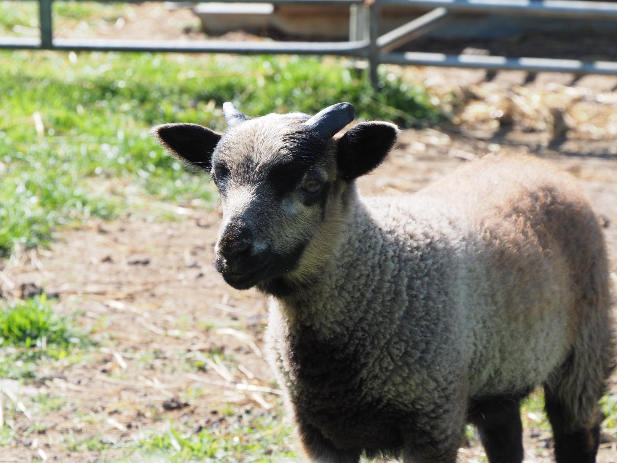 Spa Lodge flock - pedigree Shetland Sheep for sale