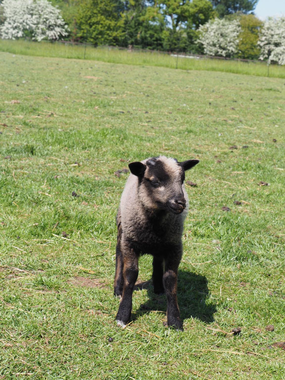 Spa Lodge flock - pedigree Shetland Sheep for sale image 2