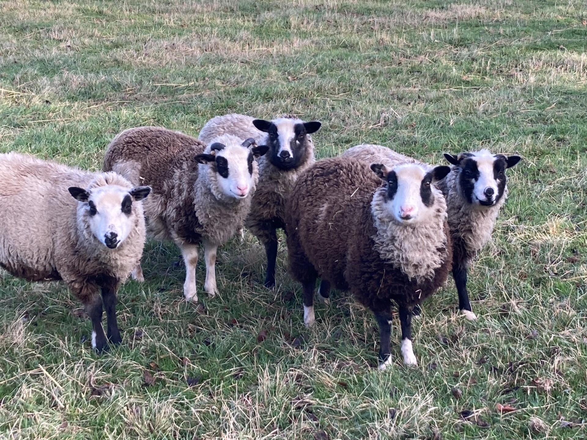 Spa Lodge flock - pedigree Shetland Sheep for sale image 3