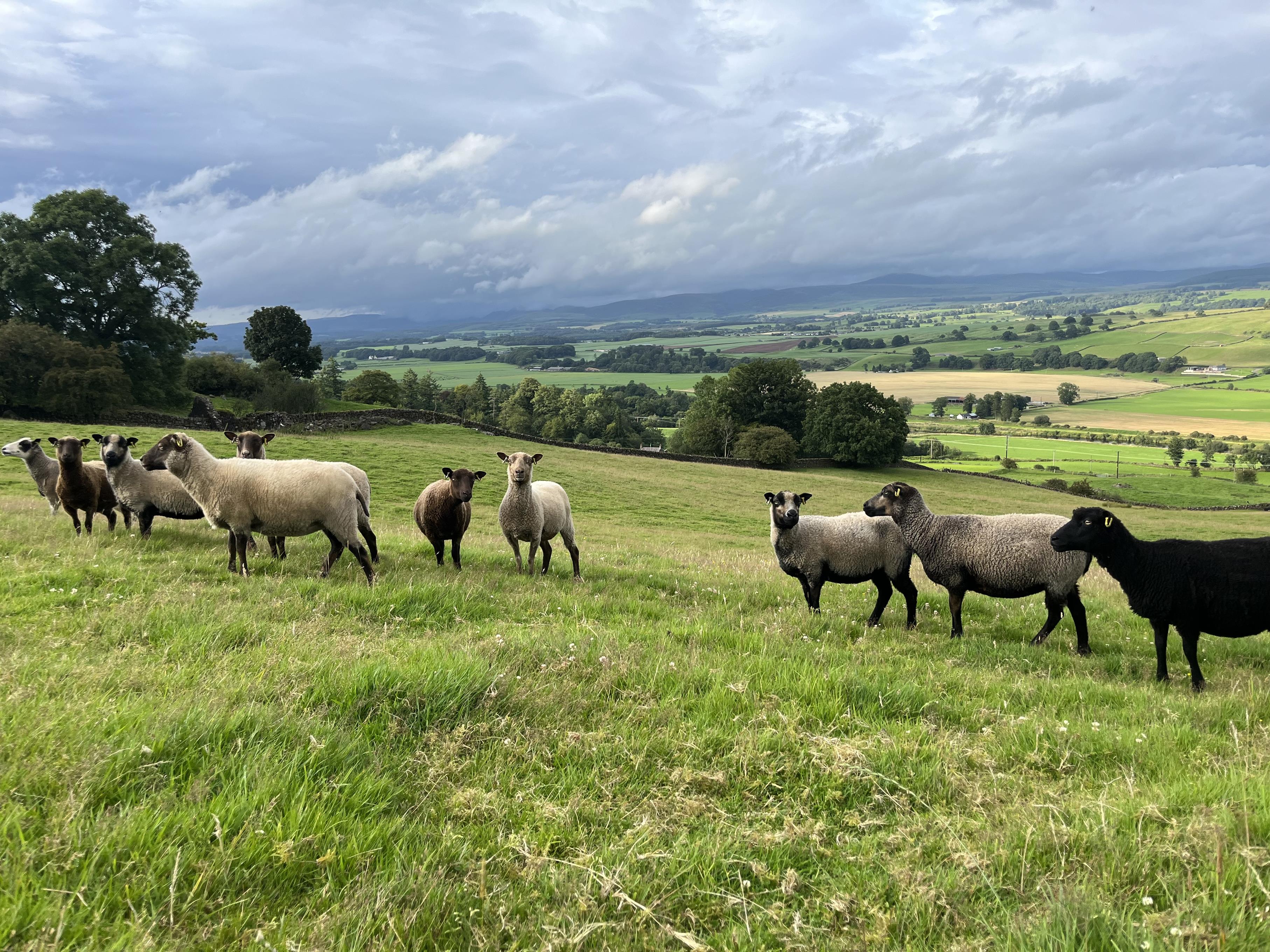 Newhall Shetland Sheep - registered stock for sale:
