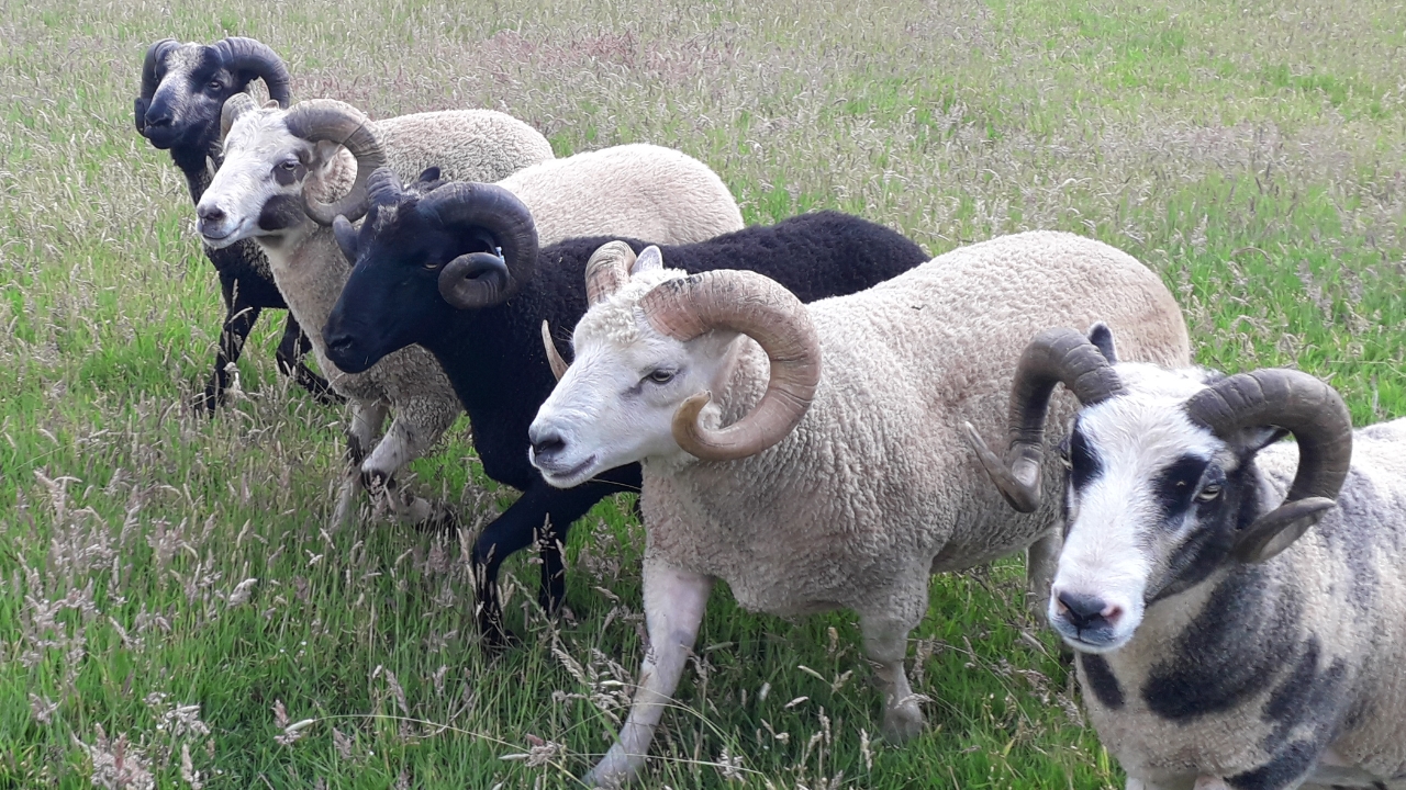 Castell Shetland Sheep Flock image 3