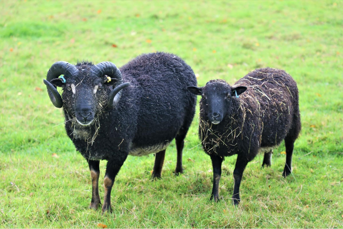 Major flock reduction - ewes and rams for sale near Taunton