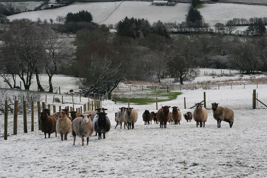 New Meadow Shetland Sheep for sale