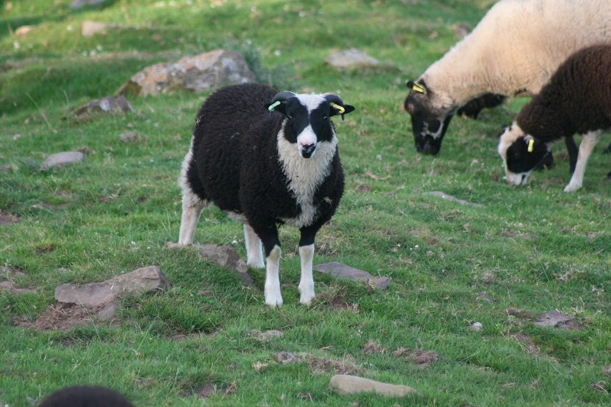 New Meadow Shetland Sheep for sale image 2