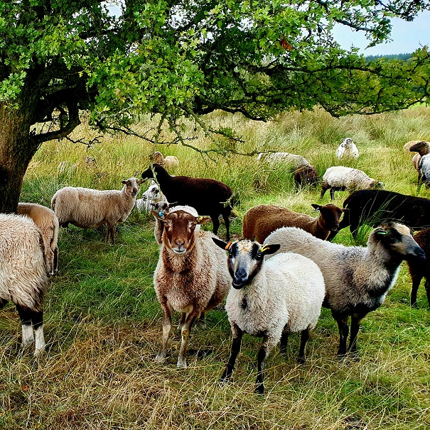 New Meadow Shetland Sheep for sale image 3