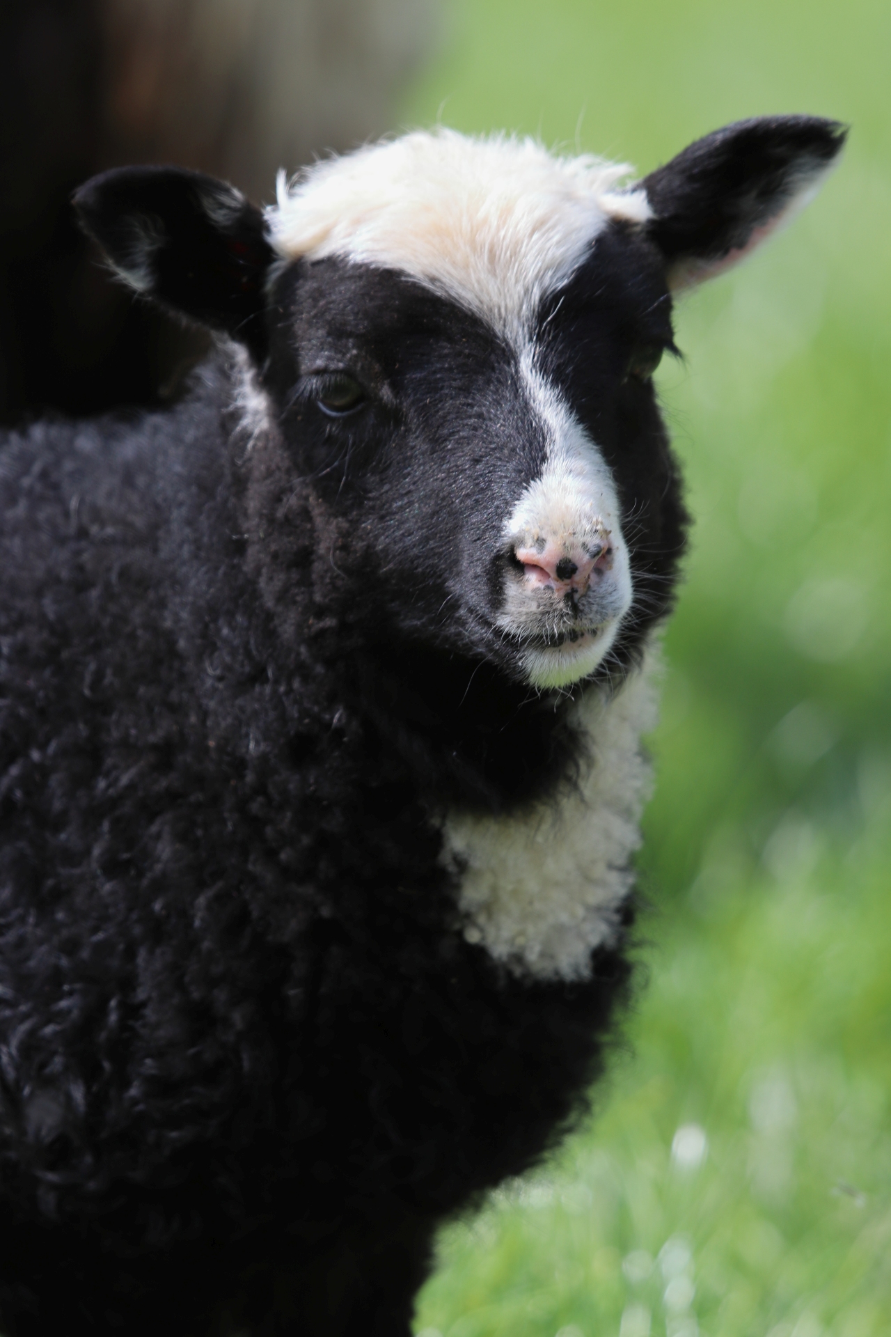 Registered Lambs for sale