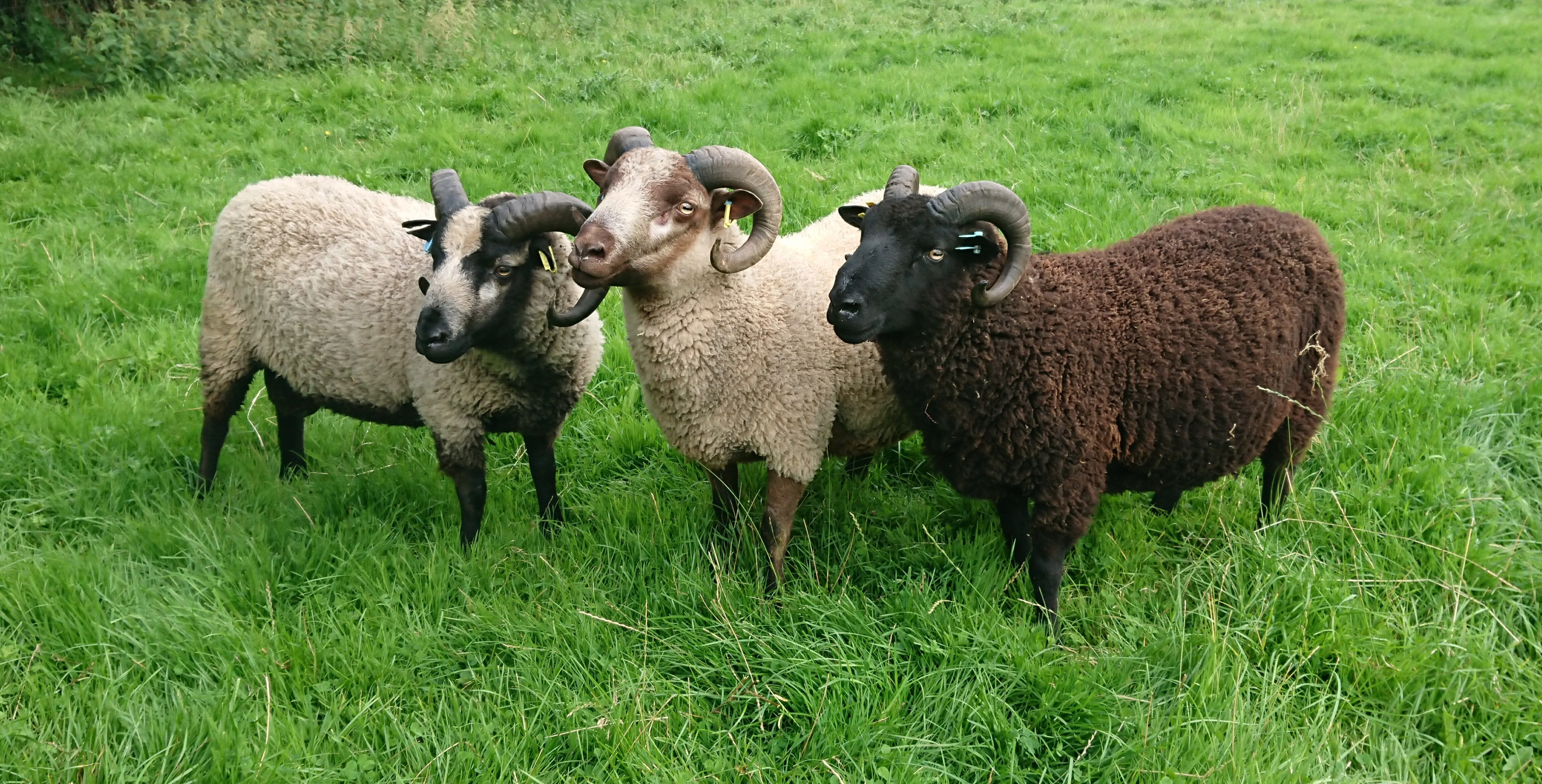 Registered Shearling Rams For Sale