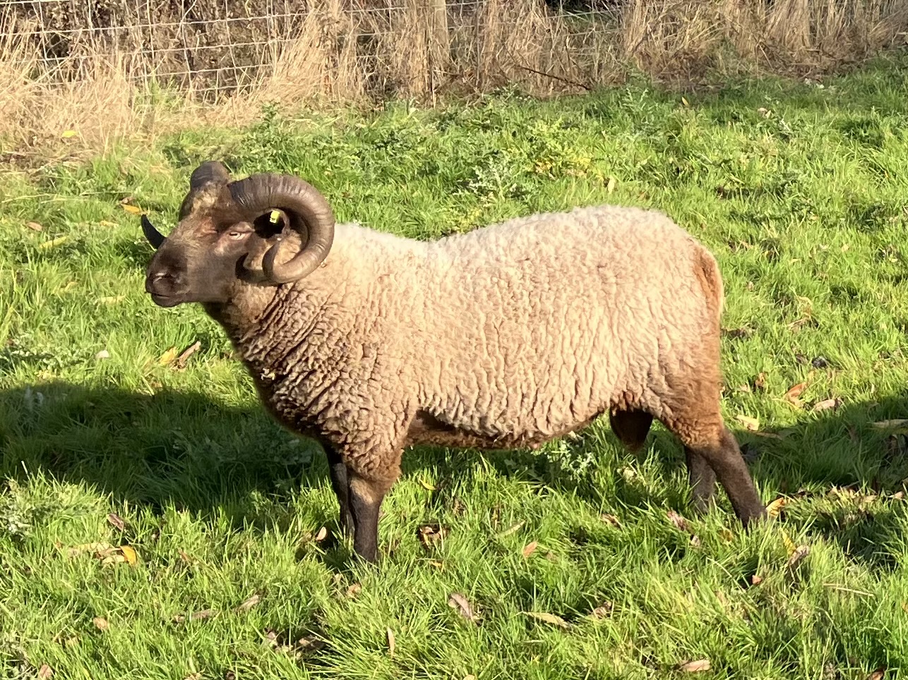 A selection of Shetland ewes and rams for sale image 1