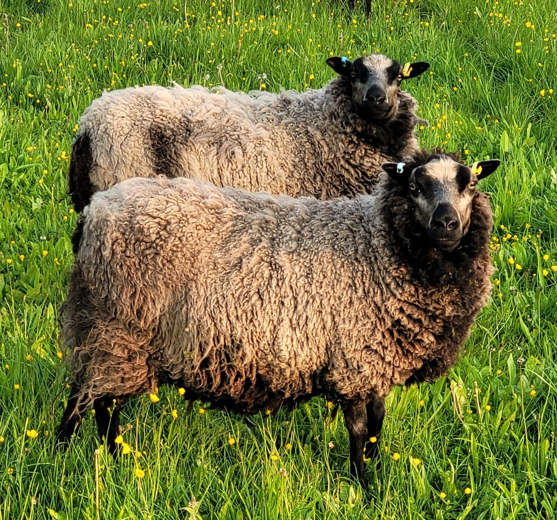 A selection of Shetland ewes and rams for sale image 2