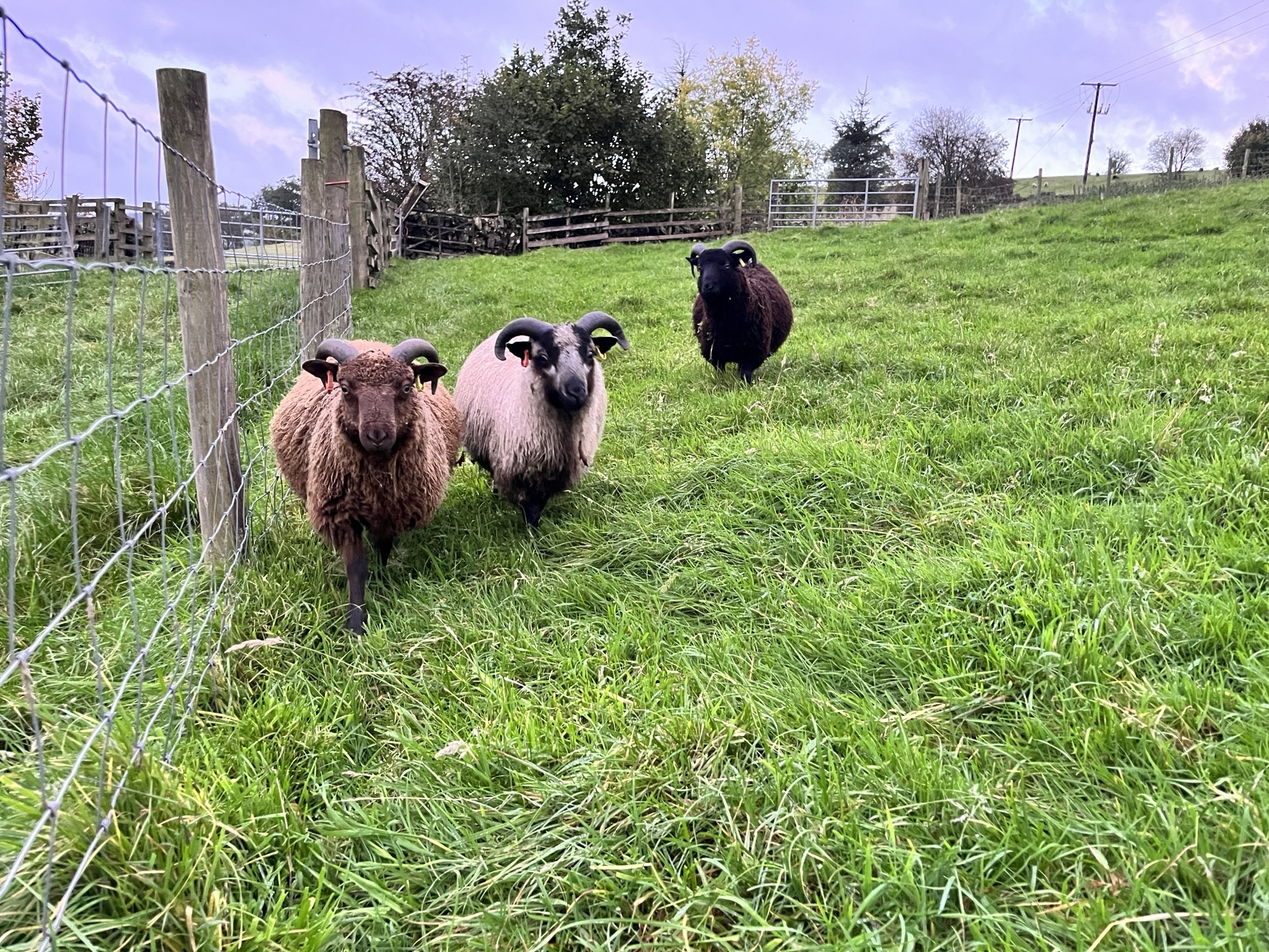 Tup lambs for sale: Newhall Flock