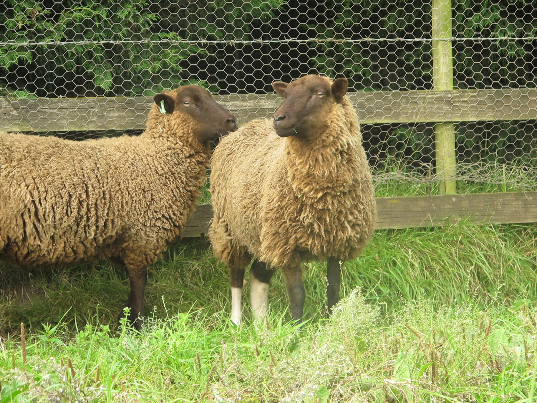 Annaryn Shetland Sheep