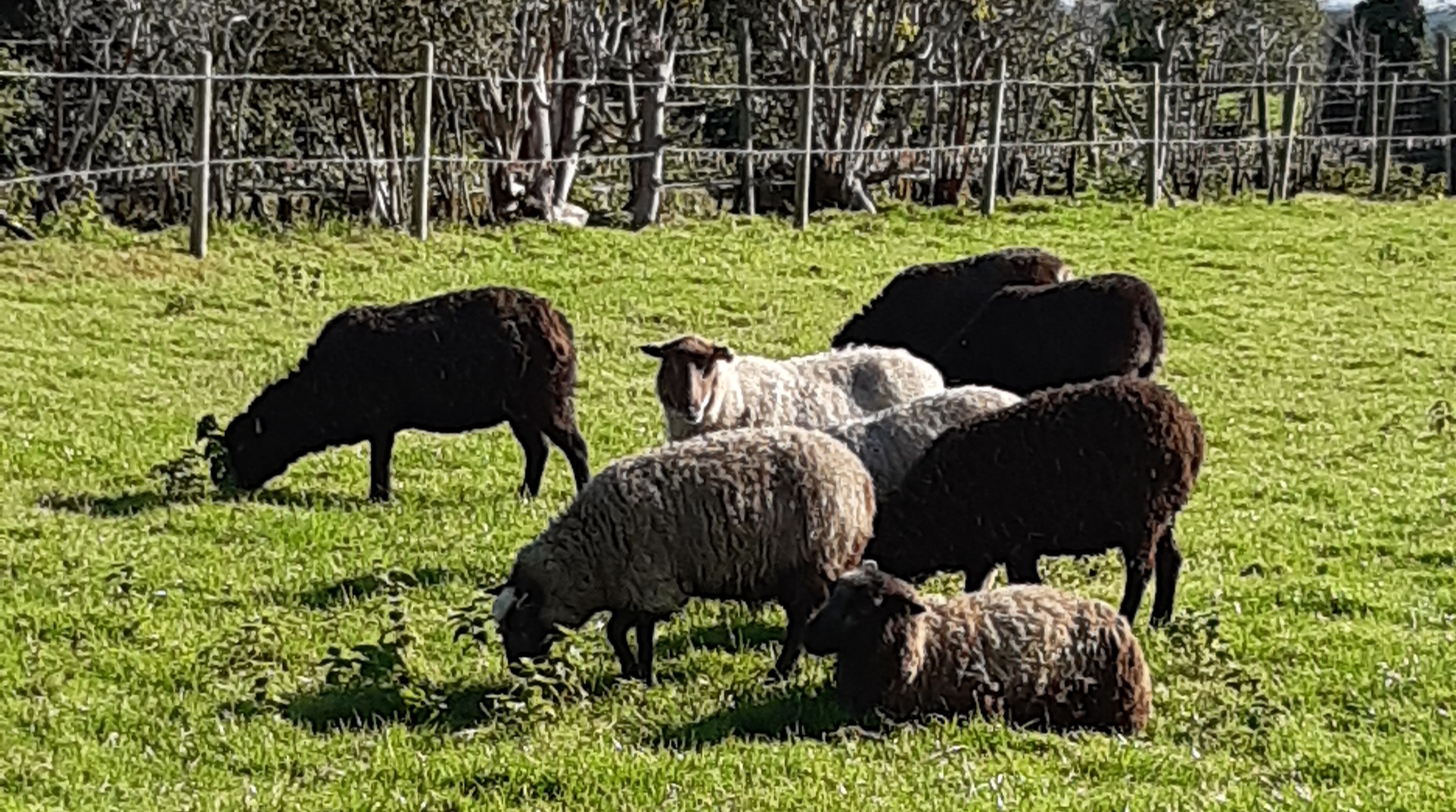 Pineview Shetland sheep