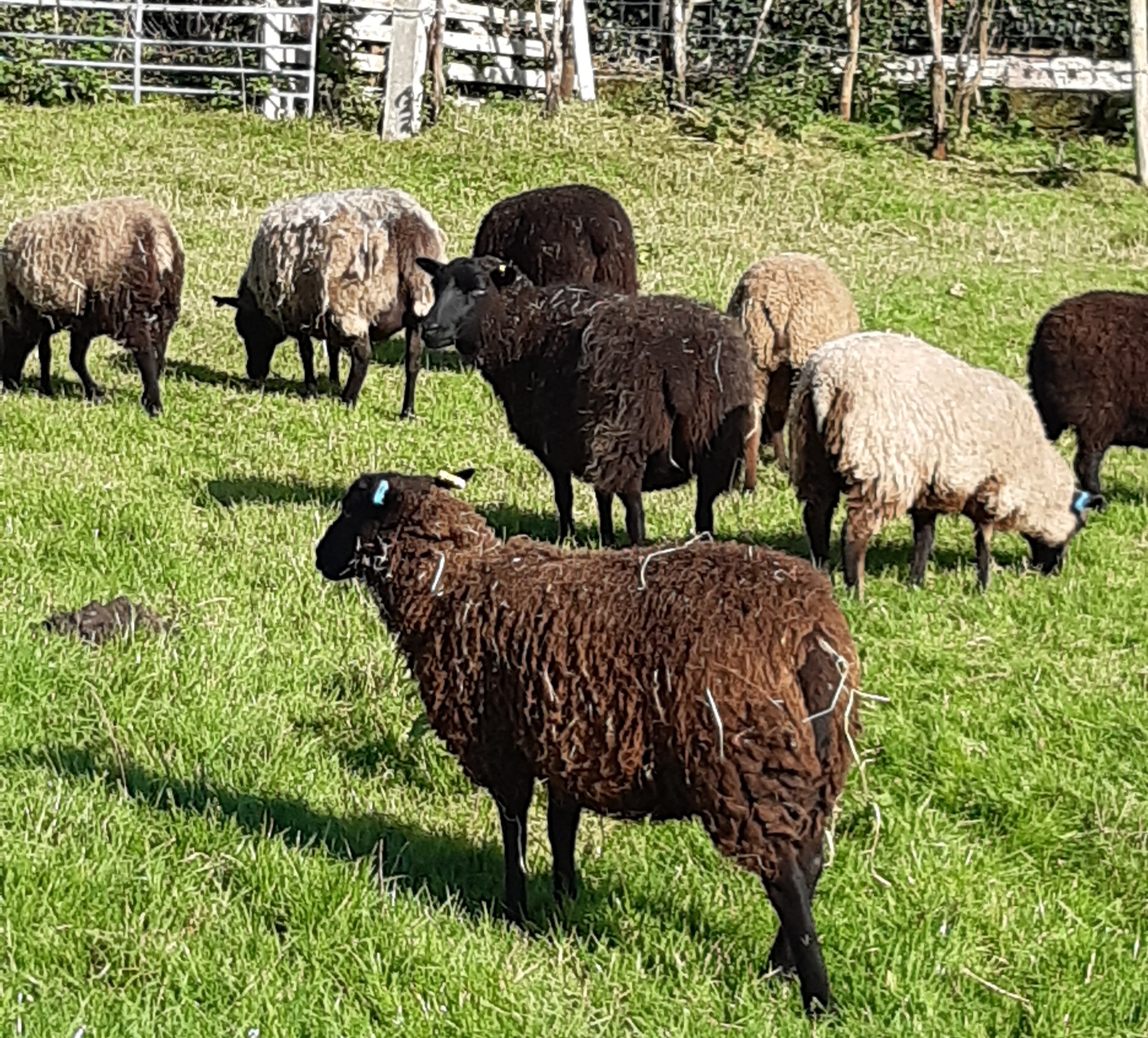 Pineview Shetland sheep image 2