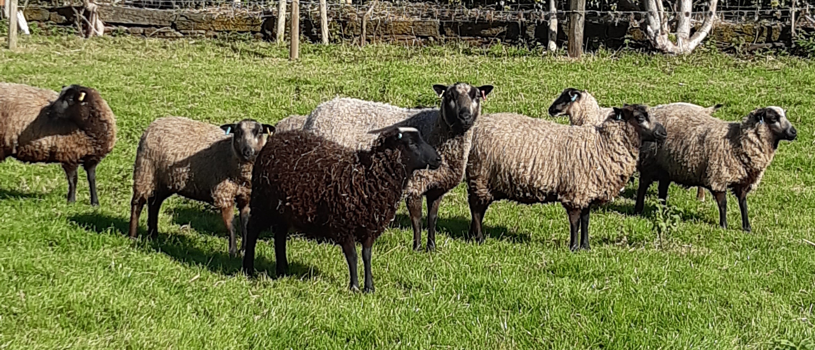 Pineview Shetland sheep image 3