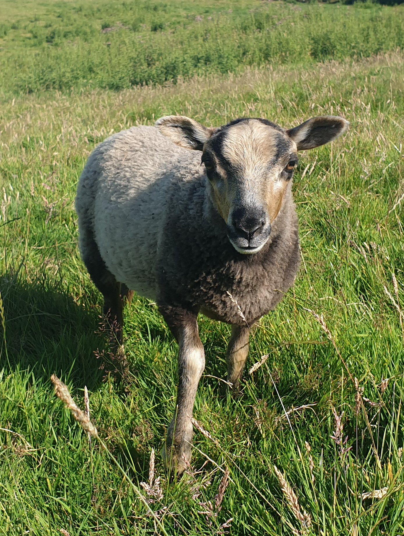 Registered Shetland lambs image 2