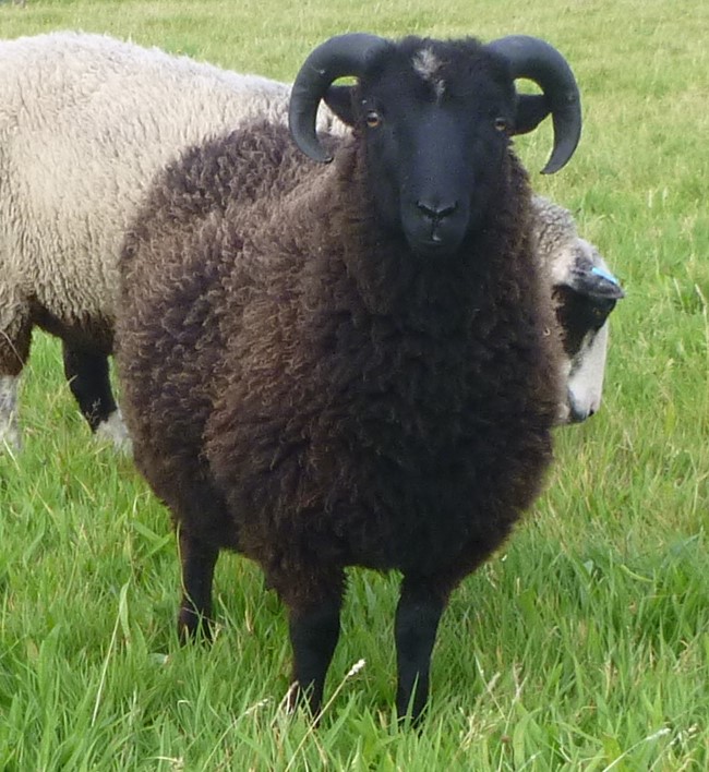 Ram Lamb on loan to try. | Shetland Sheep Society