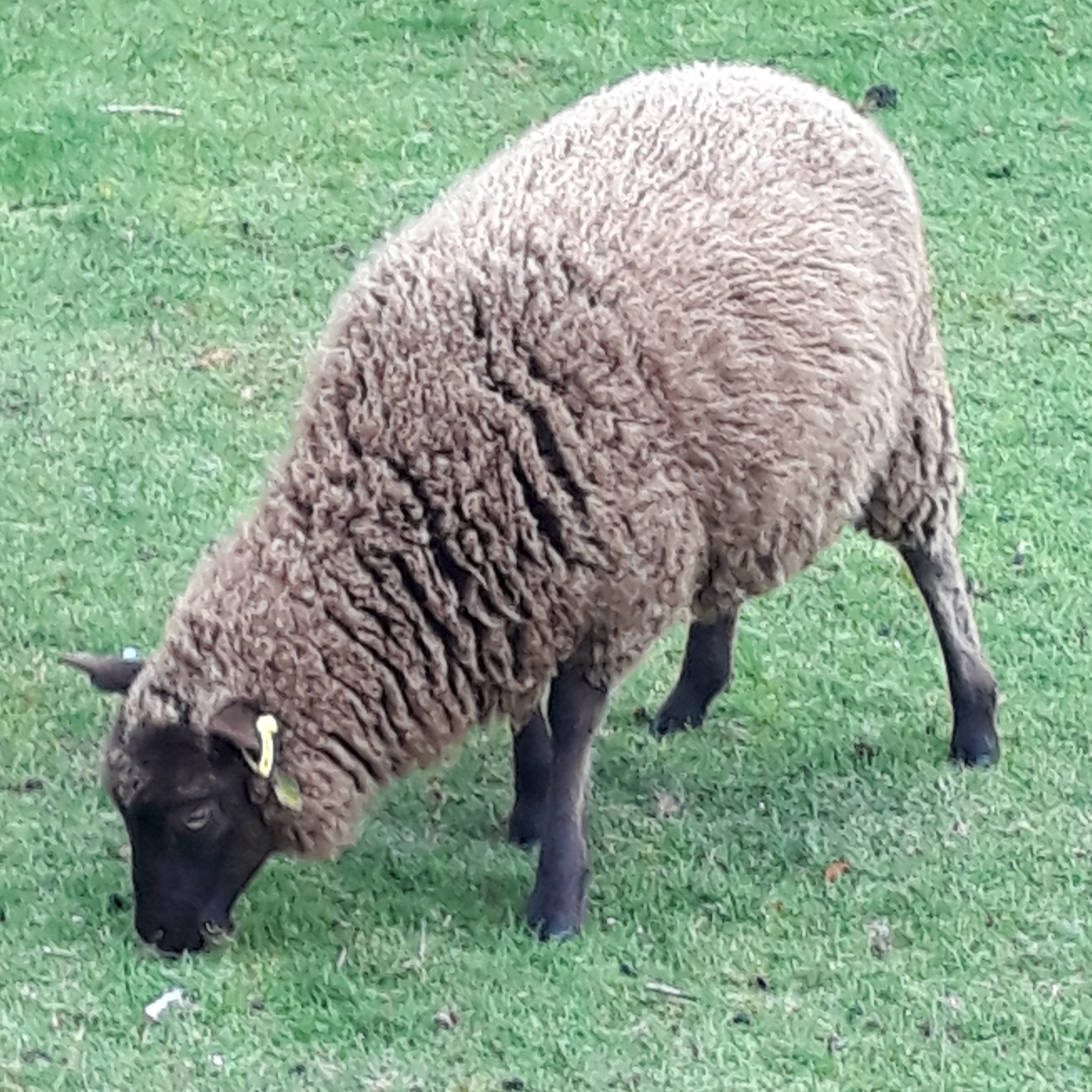 3 ewe lambs for sale image 1