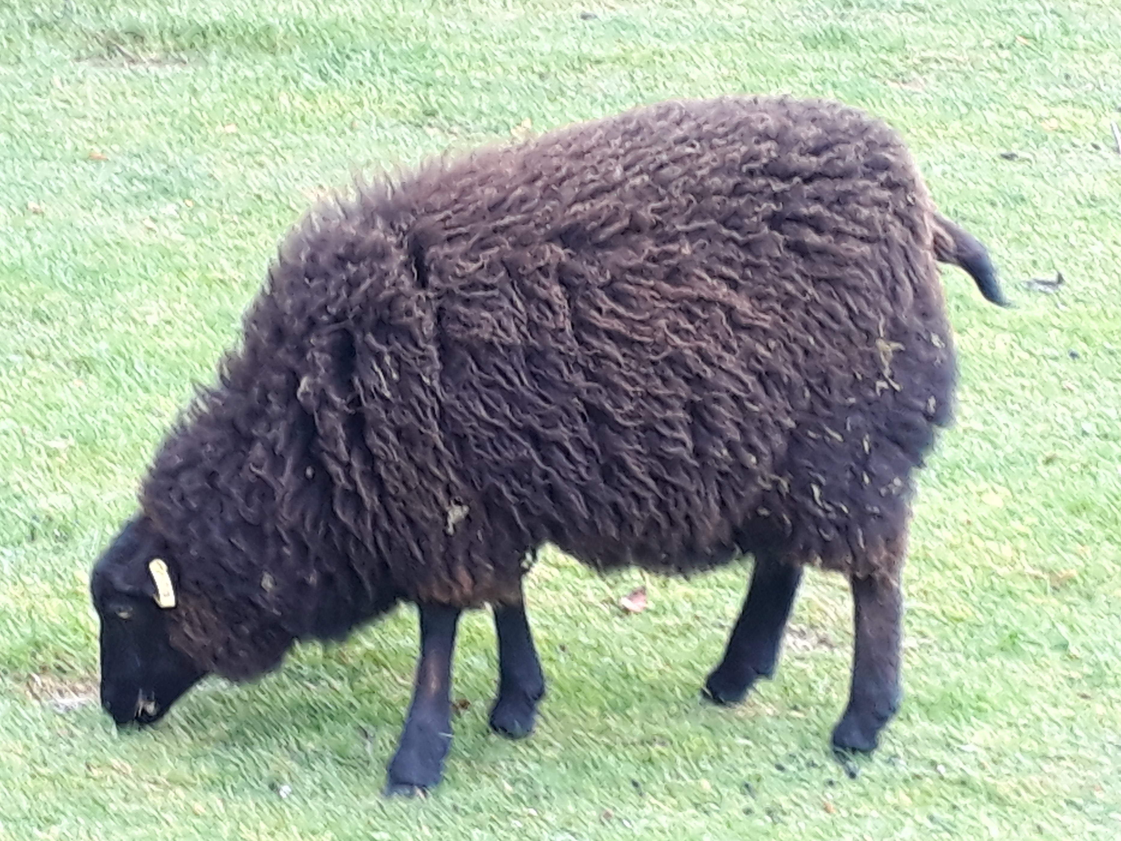 3 ewe lambs for sale image 3