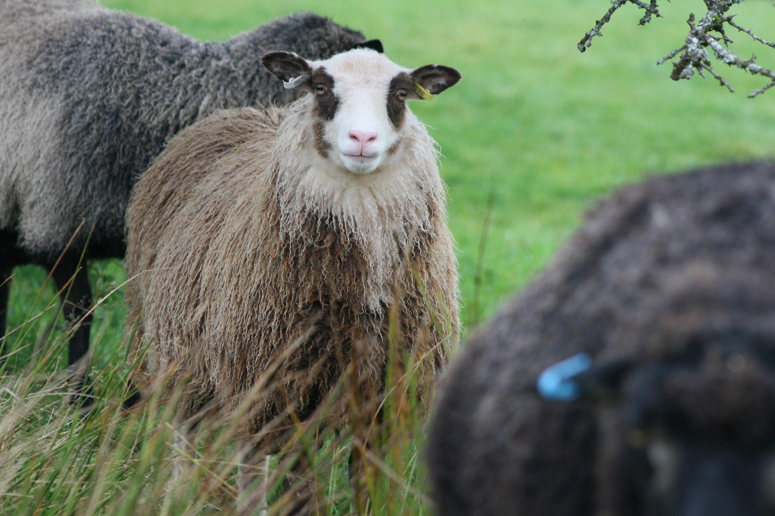 Sheep for sale image 1