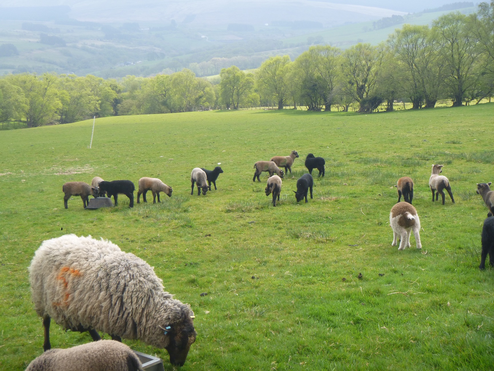 Sheep for sale image 3