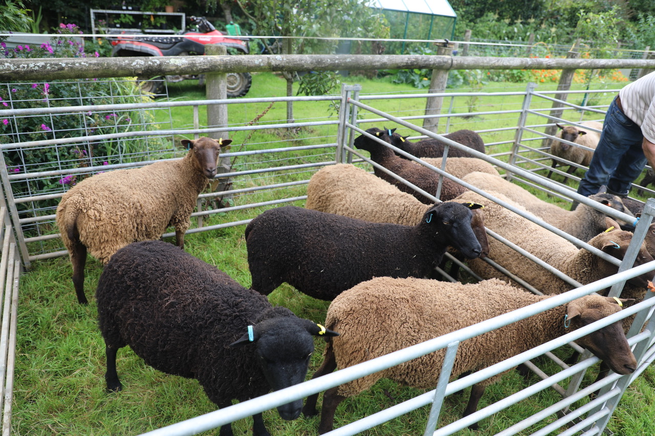 Todhill Flock of Coloured Shetlands image 3