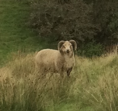 Cil Wenllan Flock