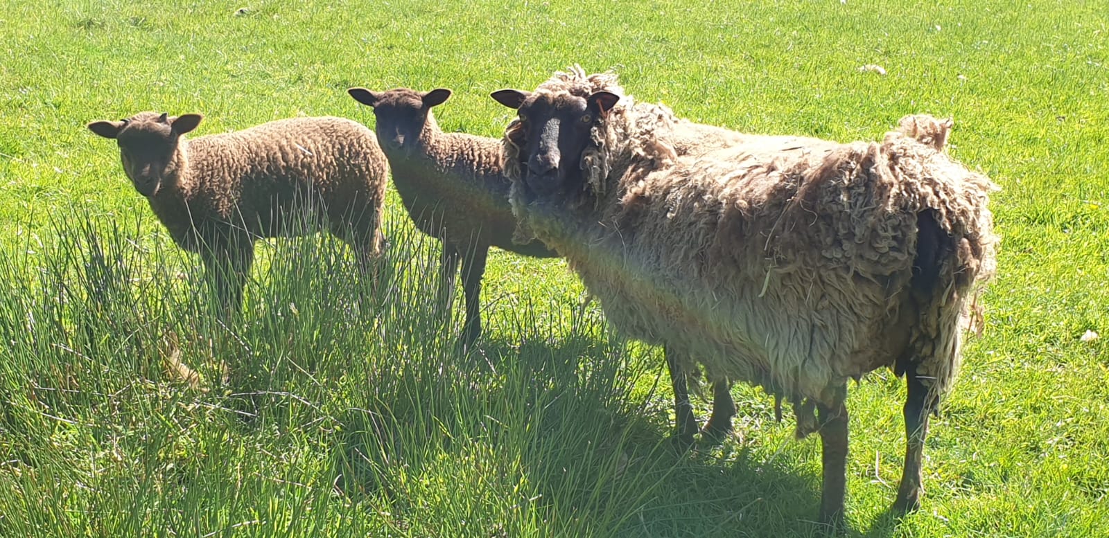 Moorit shetland sheep image 1