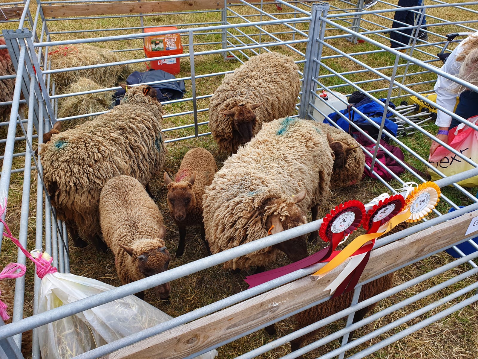 Moorit shetland sheep image 2