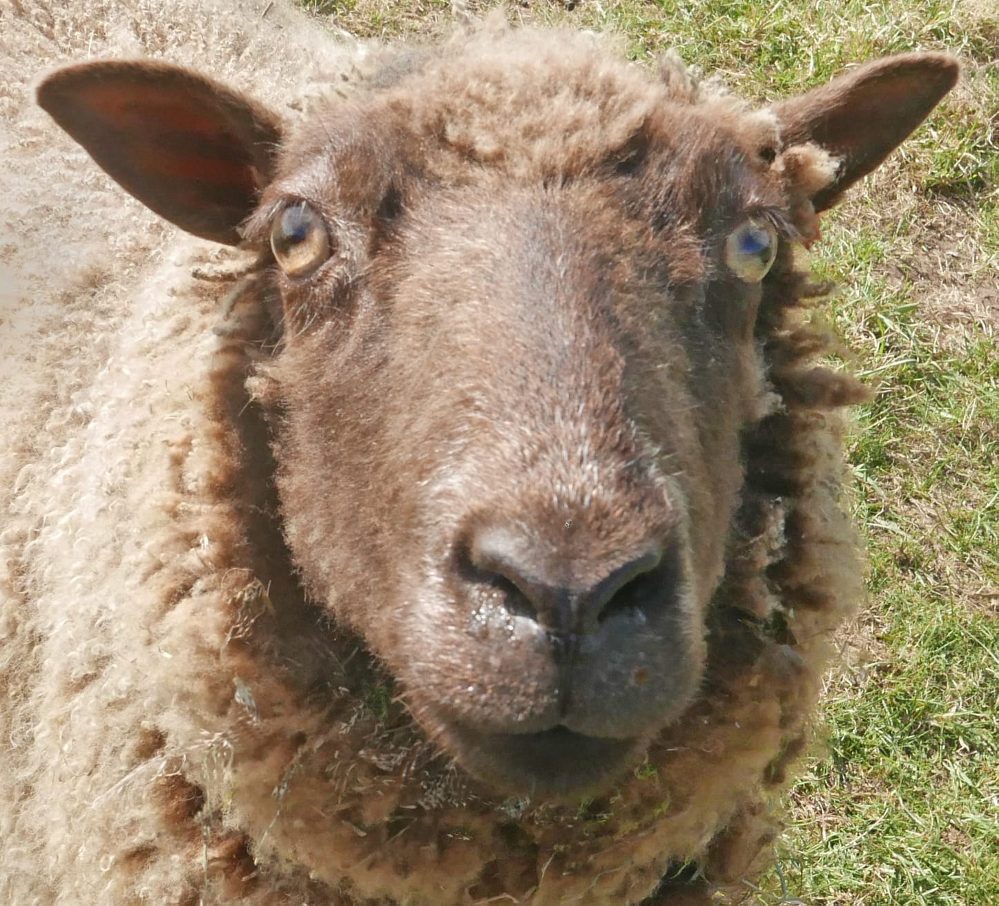 Moorit shetland sheep image 3