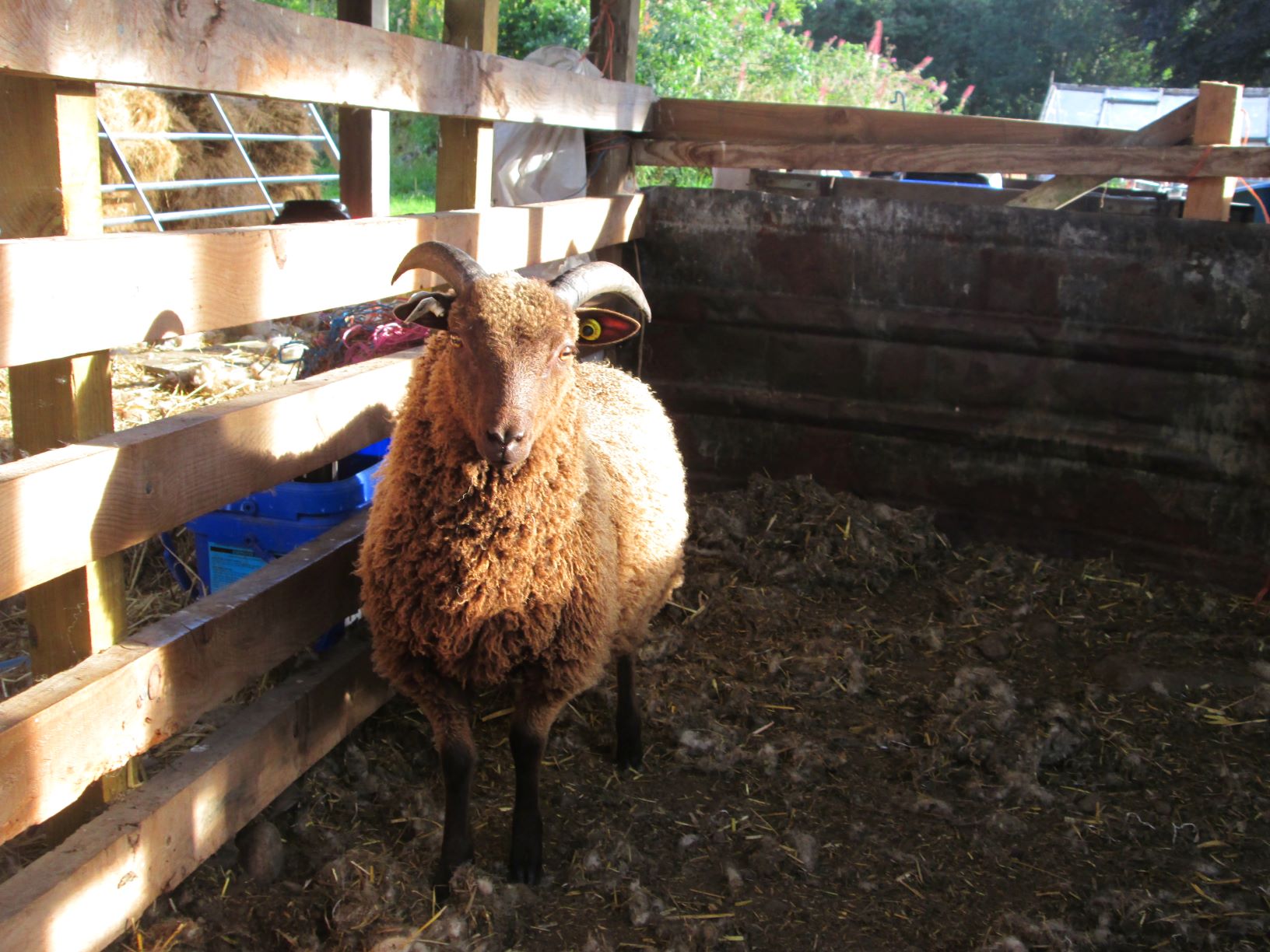 Tup Lamb for sale - Moorit image 1