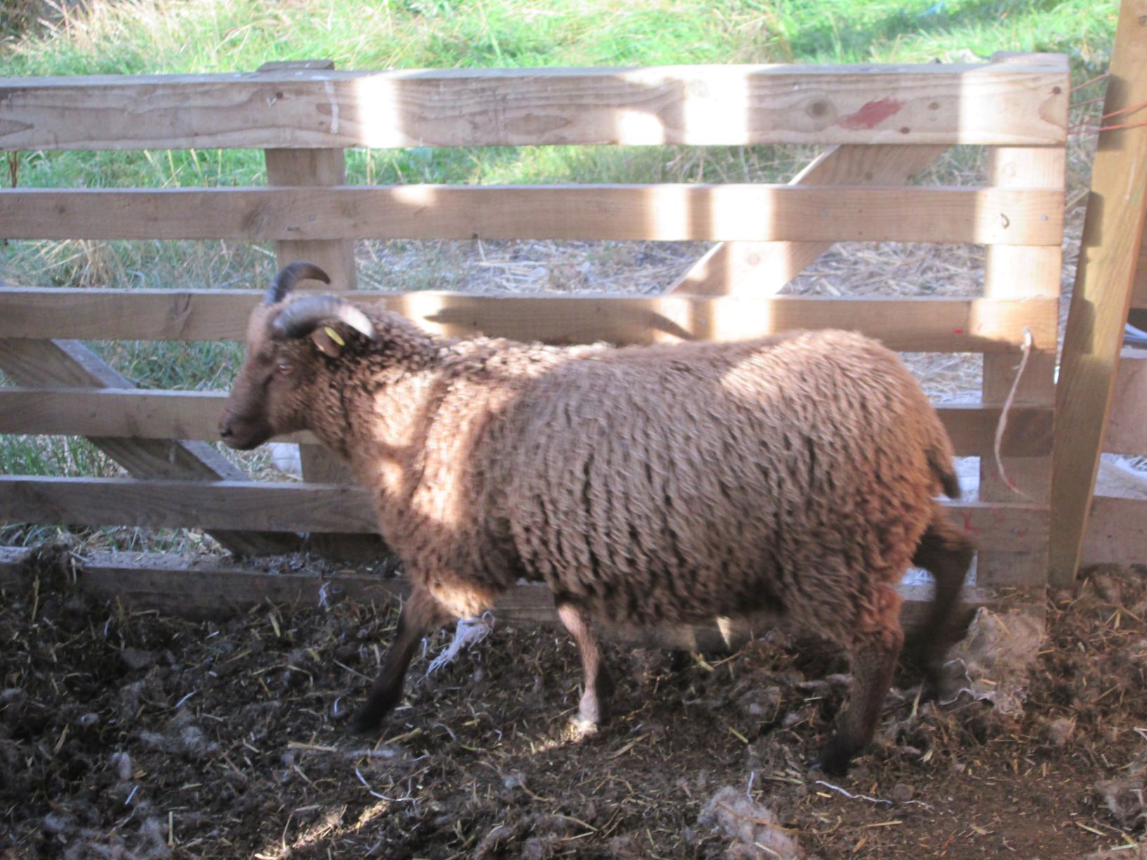 Tup Lamb for sale - Moorit image 2