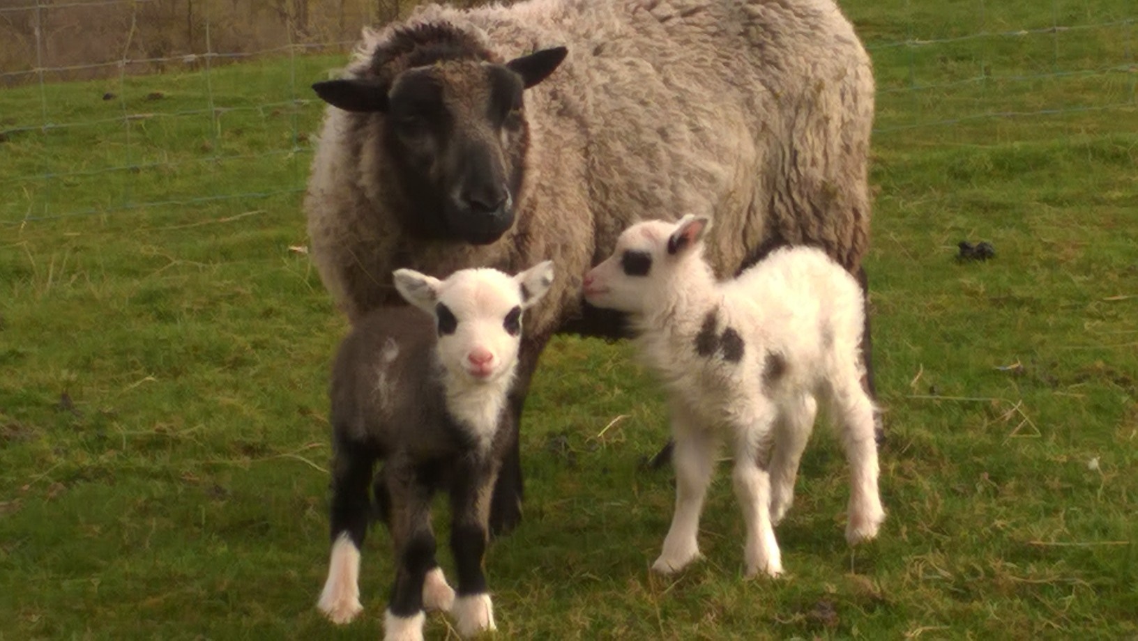 Bankend Pedigree Shetland Sheep for sale image 1