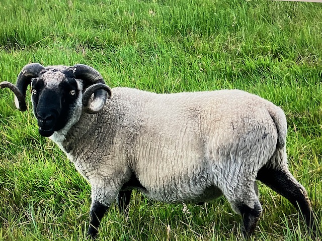 Approved tup for sale image 1