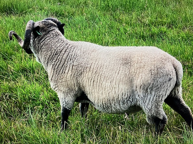 Approved tup for sale image 2