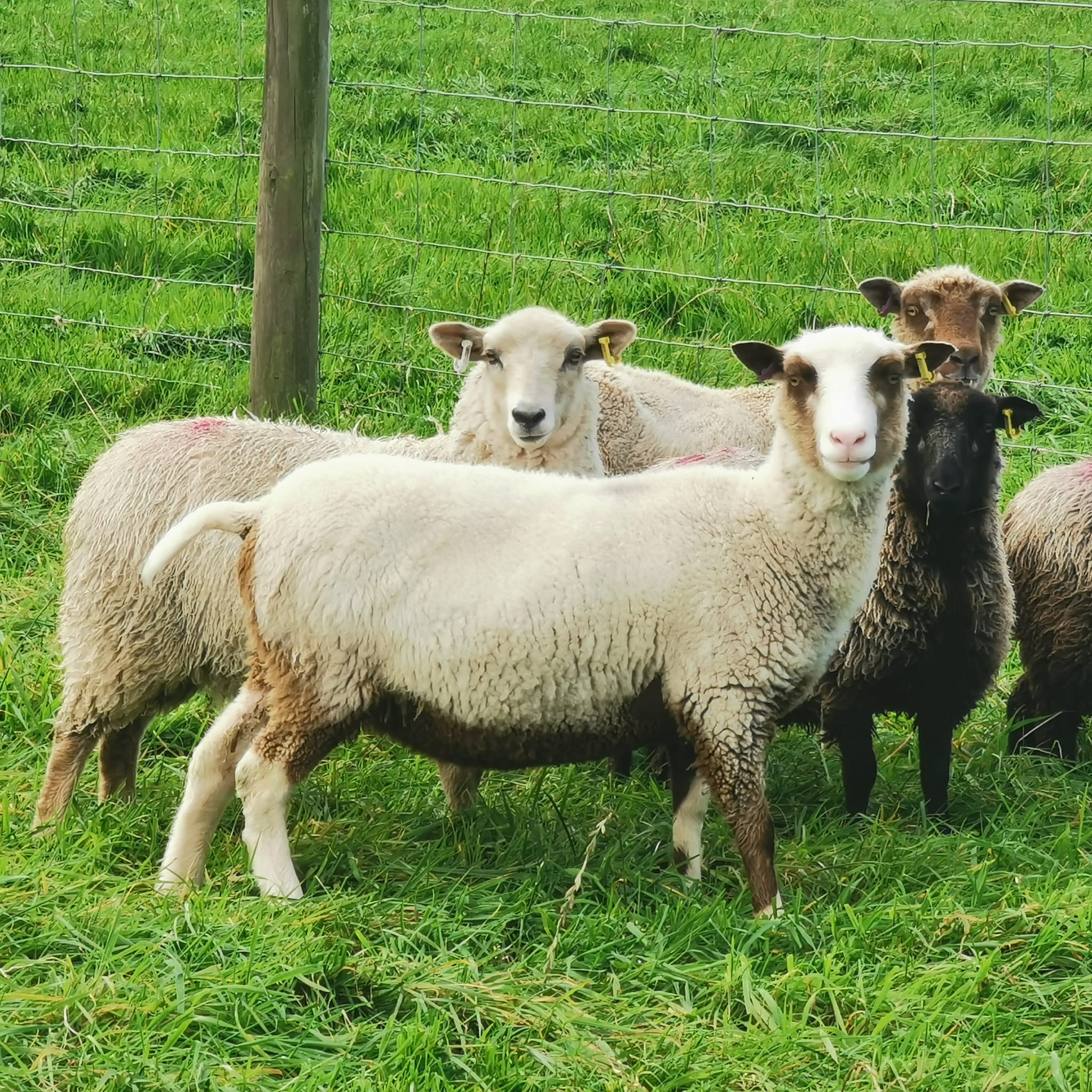 Starter flock available image 1