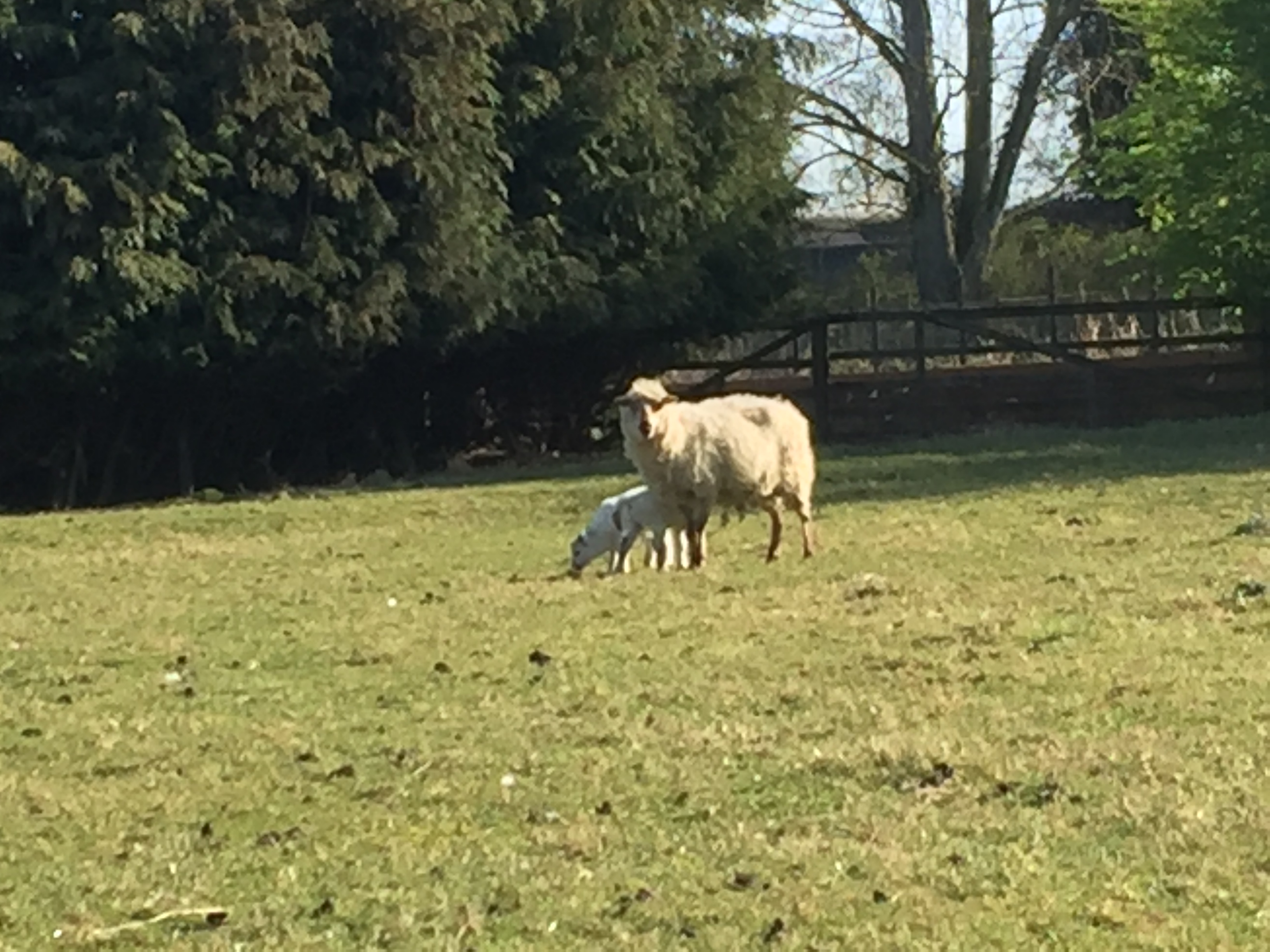 Sheep for Sale image 1