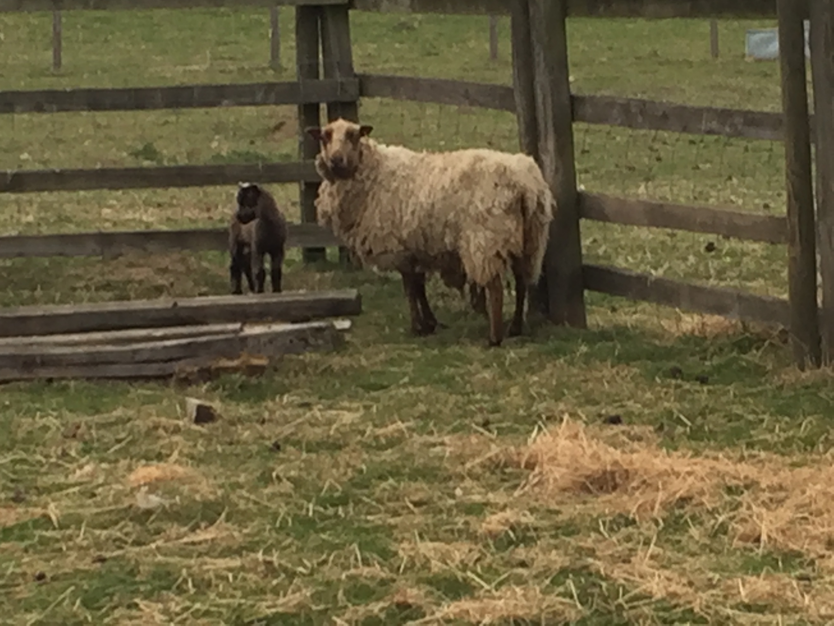 Sheep for Sale image 2