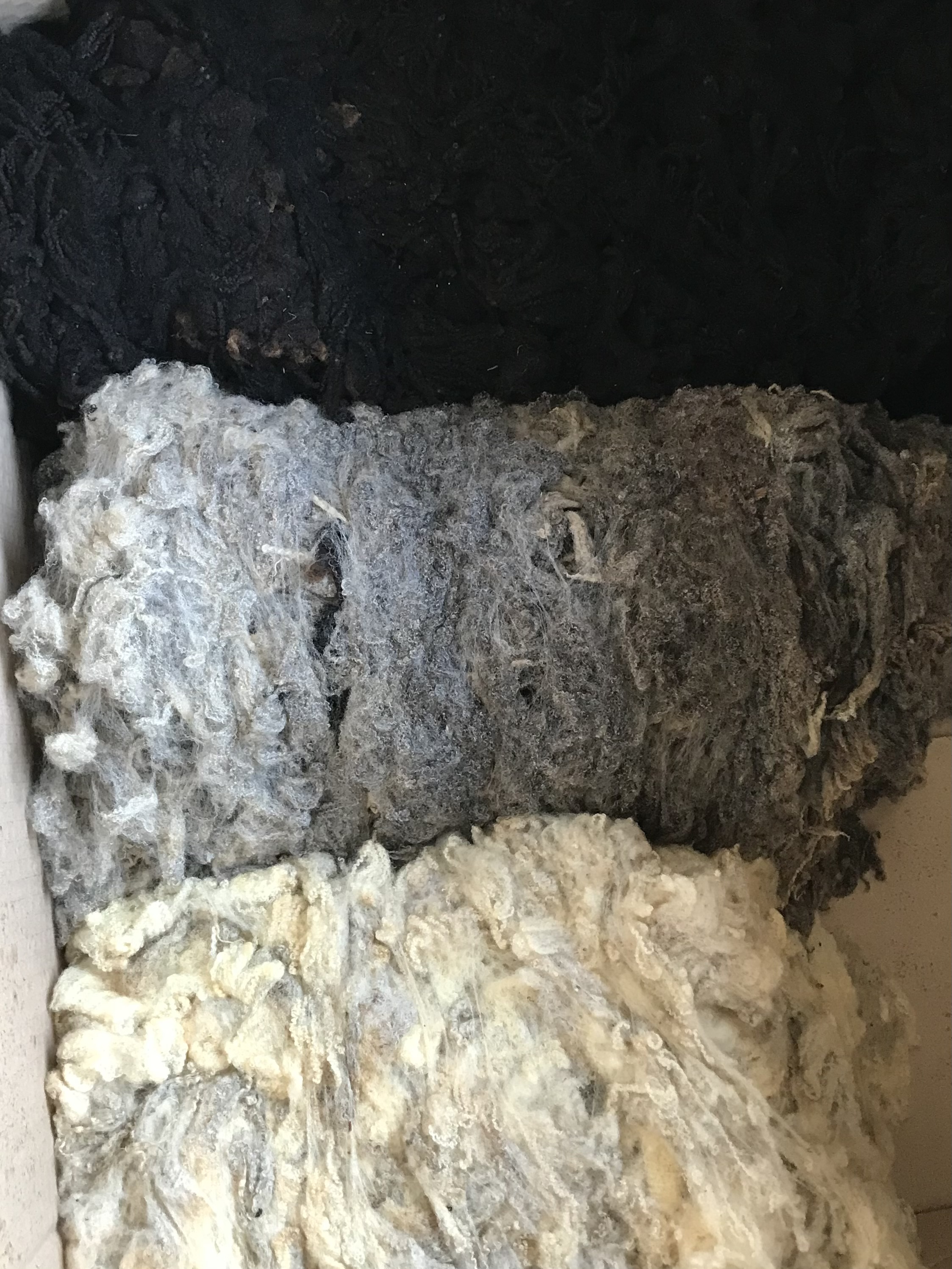 Finely Crimped Shetland Fleeces for sale image 1