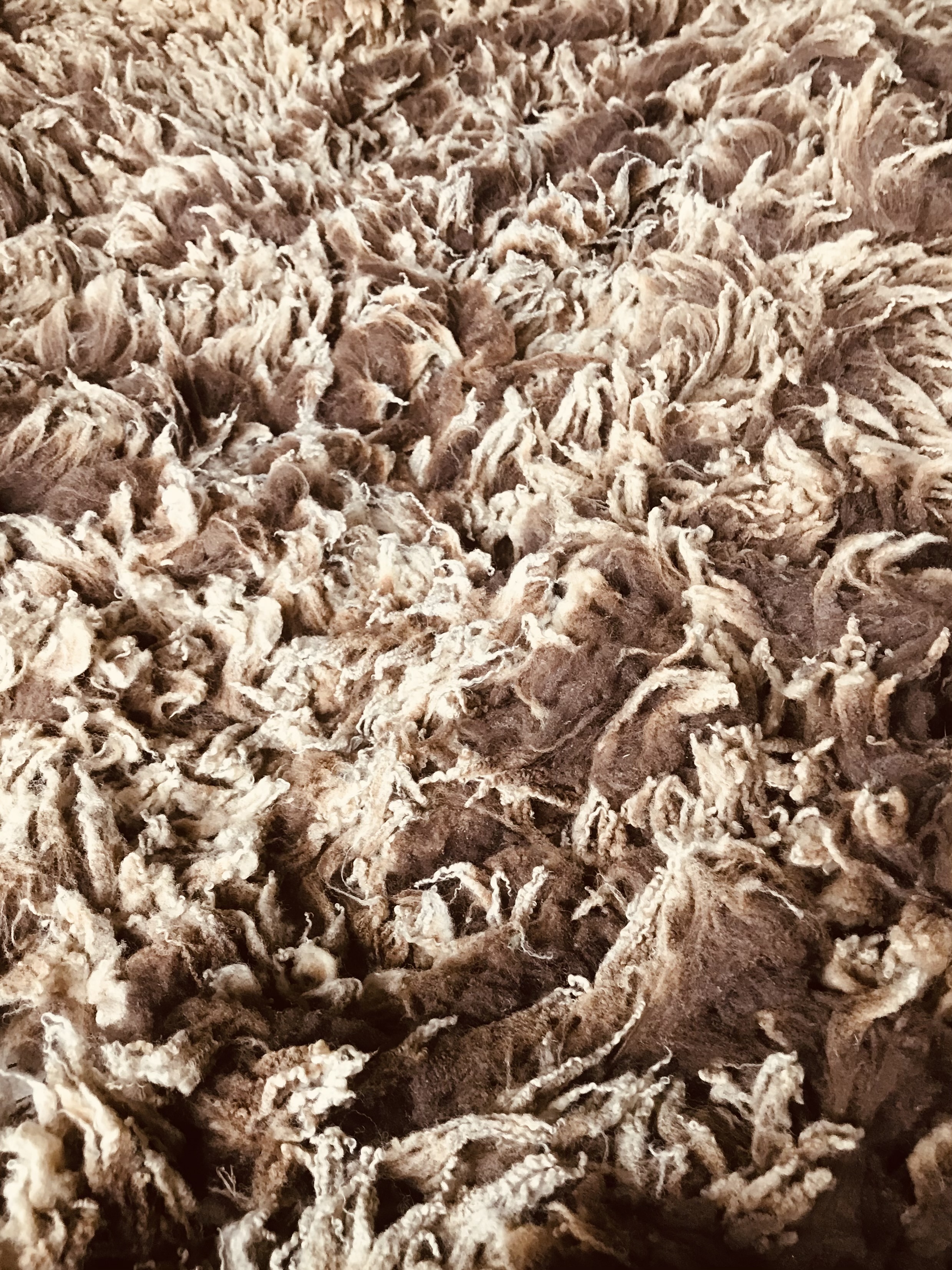 Finely Crimped Shetland Fleeces for sale image 2