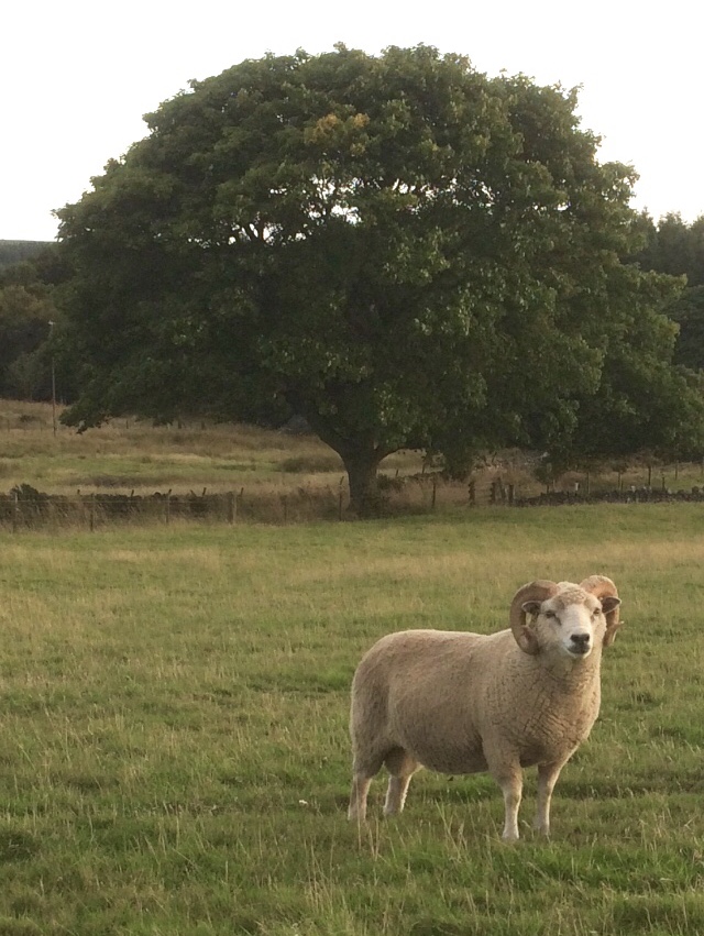 Raedykes Flock