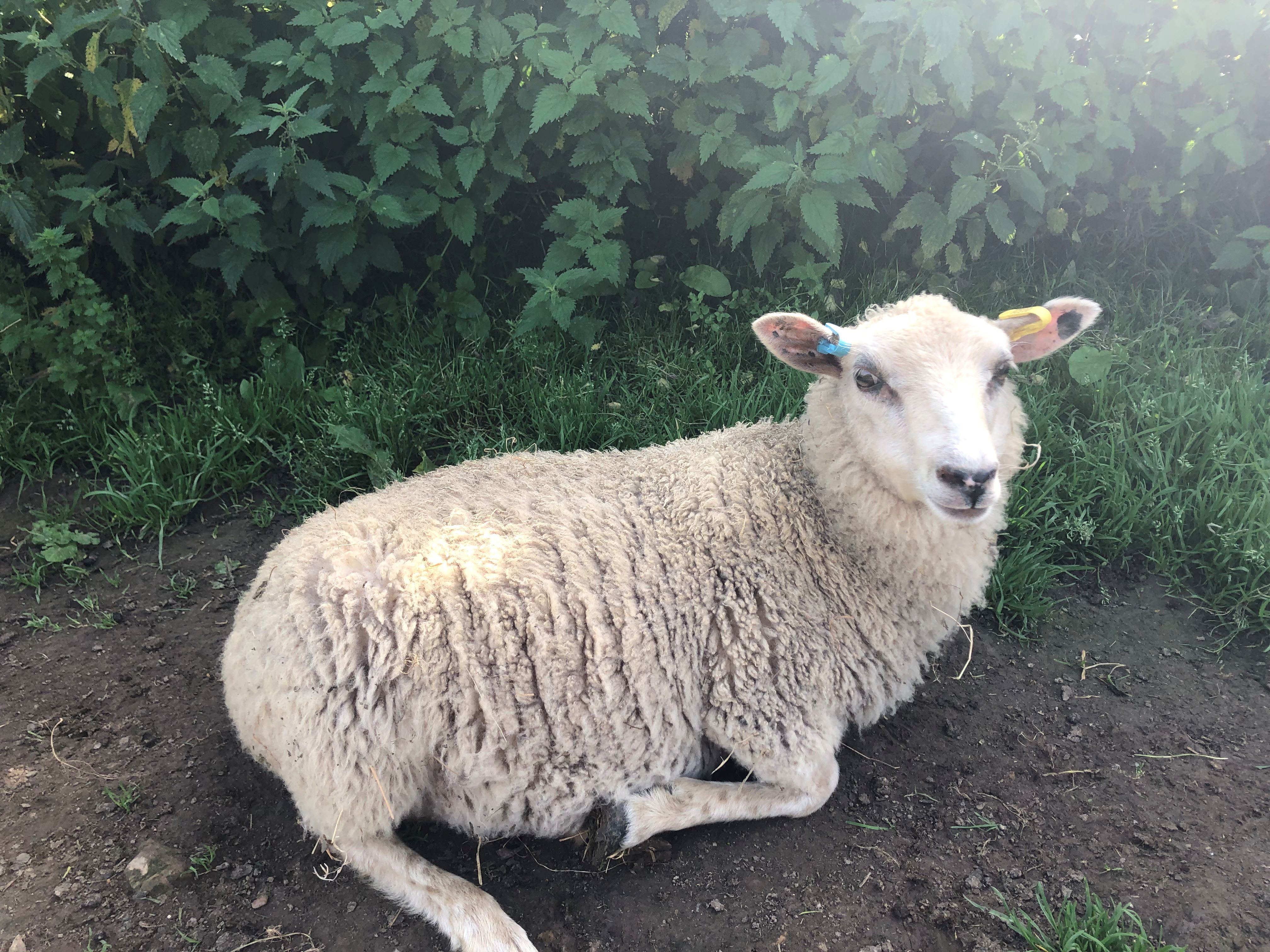 SHETLAND LAMBS FOR SALE image 1