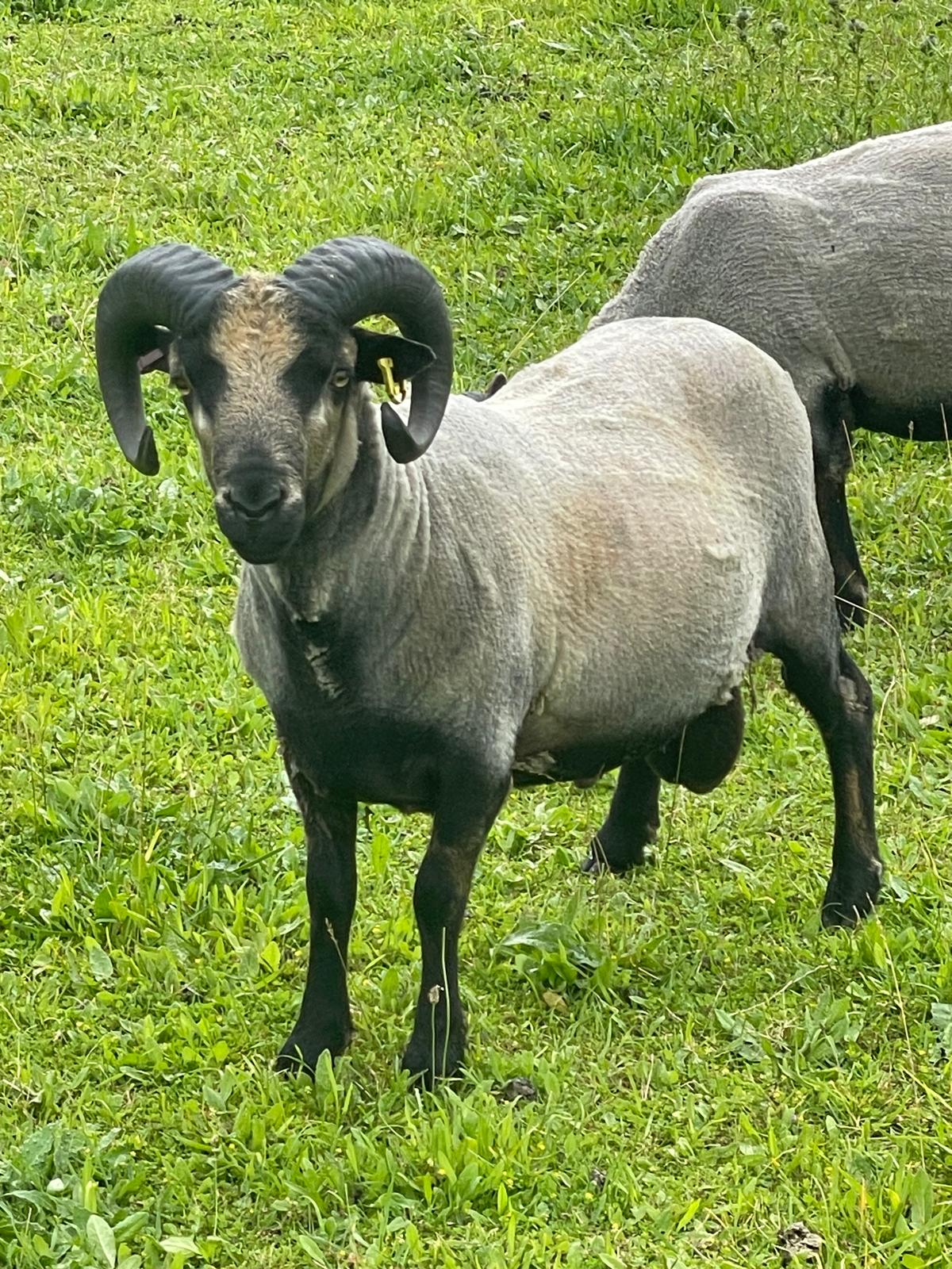 Spa Lodge flock - pedigree Shetland Sheep for sale image 1