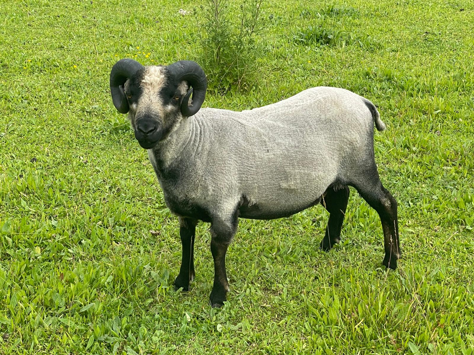 Spa Lodge flock - pedigree Shetland Sheep for sale image 2