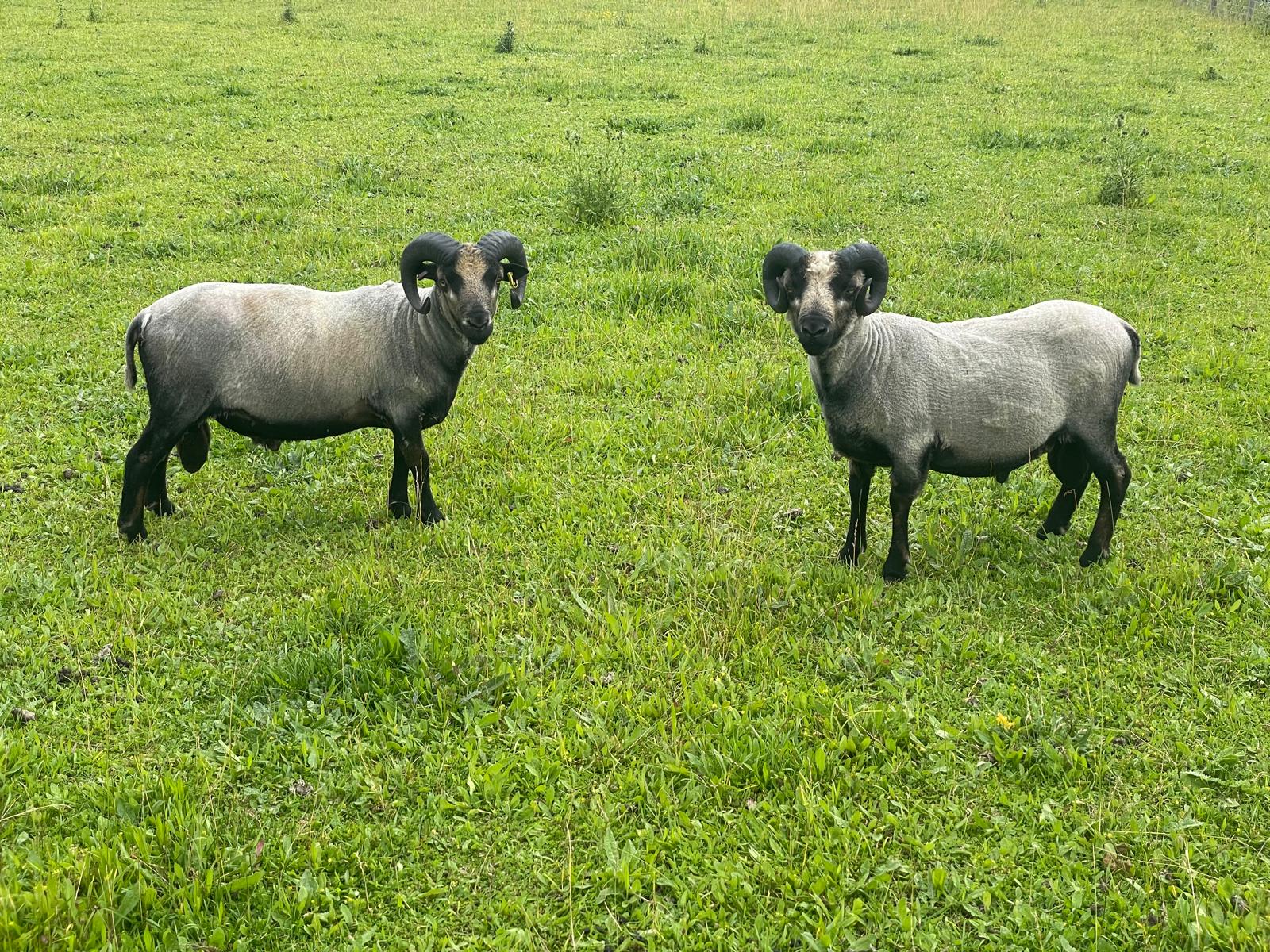 Spa Lodge flock - pedigree Shetland Sheep for sale image 3