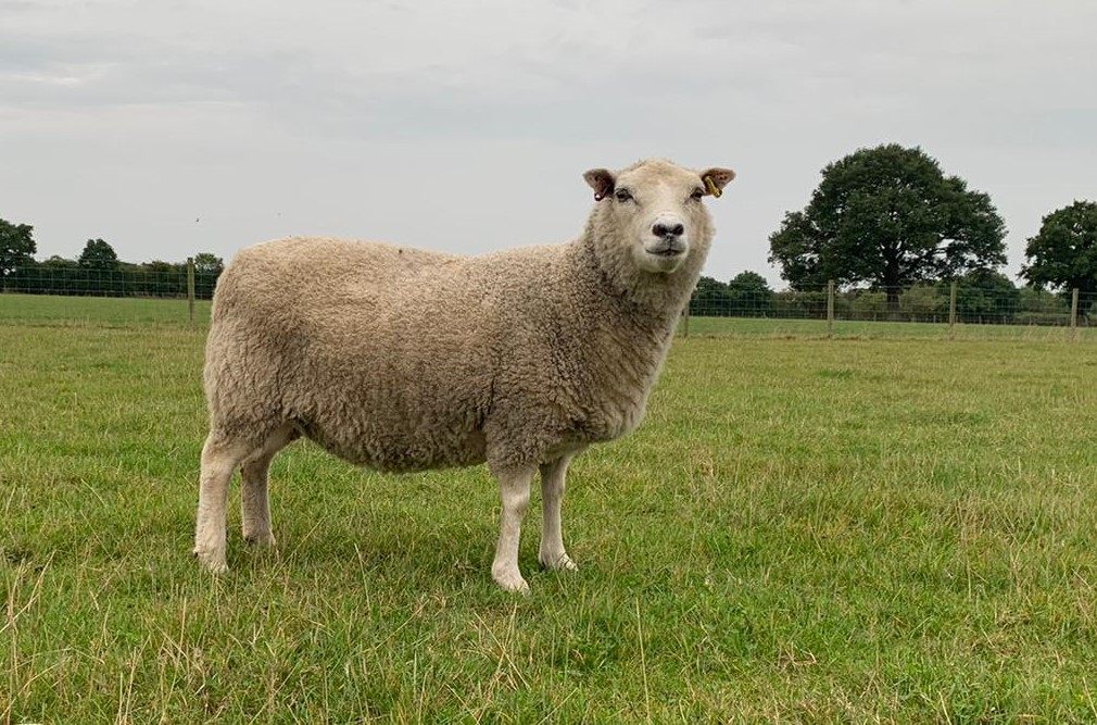 Shearlings and Ewe lambs for sale image 1