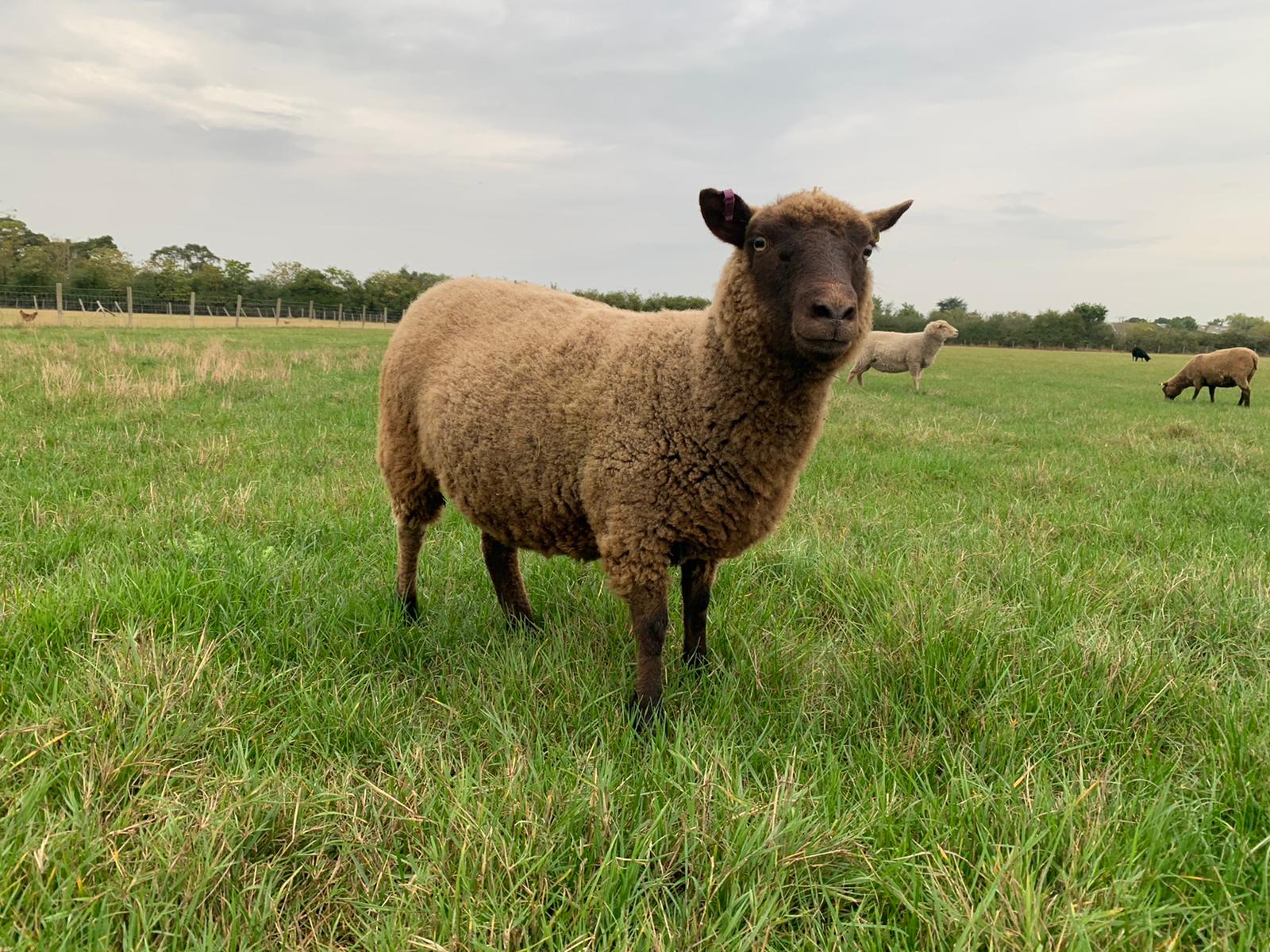 Shearlings and Ewe lambs for sale image 2