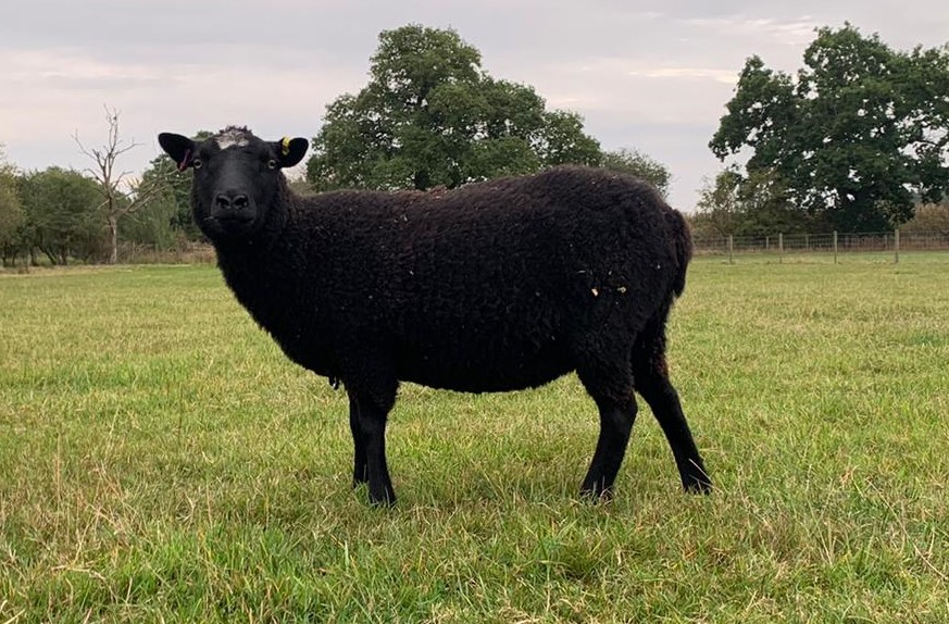 Shearlings and Ewe lambs for sale image 3