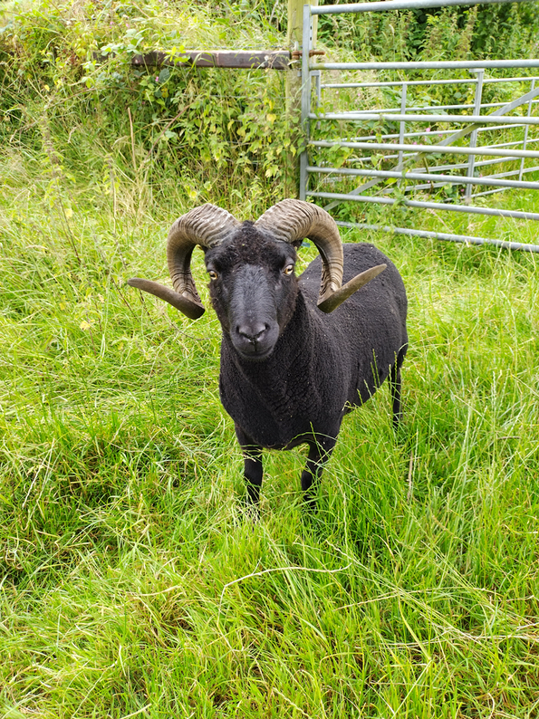 Proven registered ram for sale or swap, and ram lambs for sale image 1